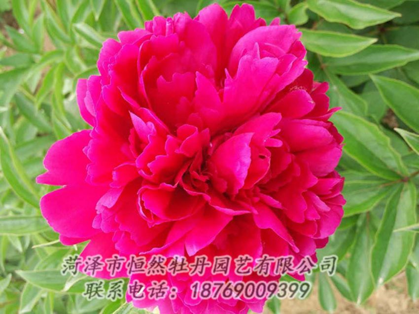 點擊查看詳細信息<br>標題：紅色芍藥 閱讀次數(shù)：942