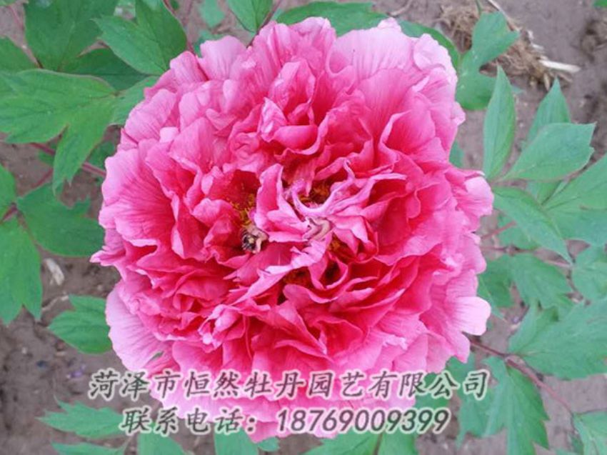 點擊查看詳細信息<br>標題：紅色牡丹 閱讀次數：1905