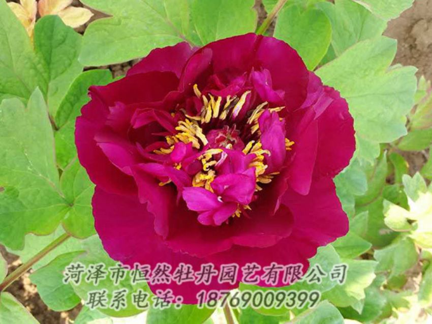 點(diǎn)擊查看詳細(xì)信息<br>標(biāo)題：紅色牡丹 閱讀次數(shù)：1768