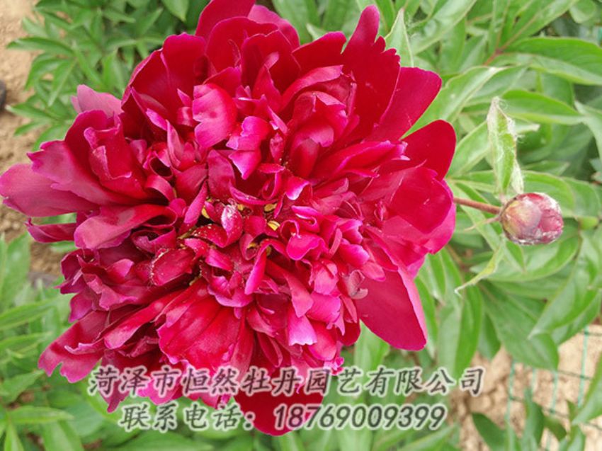 點擊查看詳細(xì)信息<br>標(biāo)題：紅色芍藥 閱讀次數(shù)：984