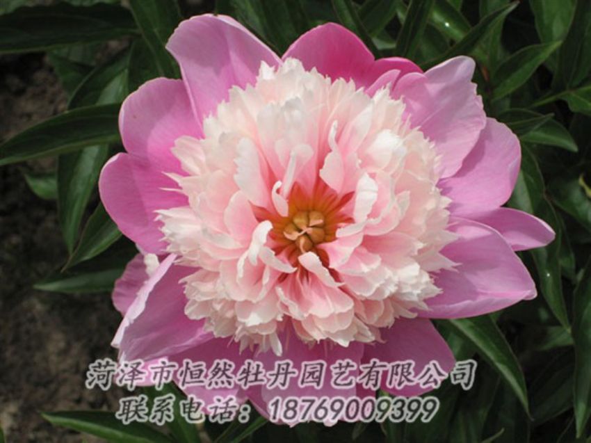 點擊查看詳細(xì)信息<br>標(biāo)題：蓮花臺 閱讀次數(shù)：1947