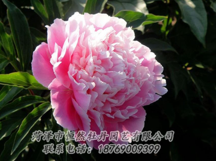 點(diǎn)擊查看詳細(xì)信息<br>標(biāo)題：粉色芍藥 閱讀次數(shù)：1967