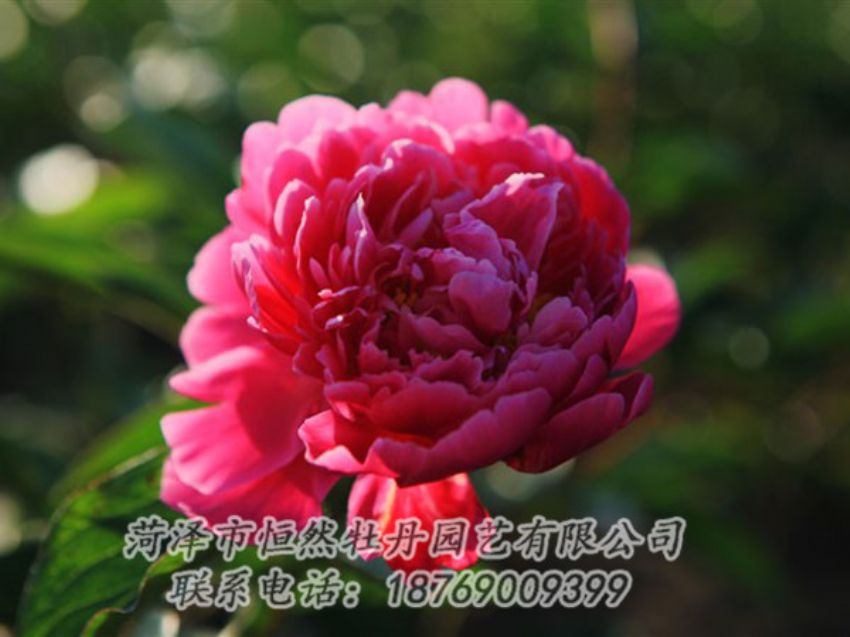 點(diǎn)擊查看詳細(xì)信息<br>標(biāo)題：大紅赤金 閱讀次數(shù)：979