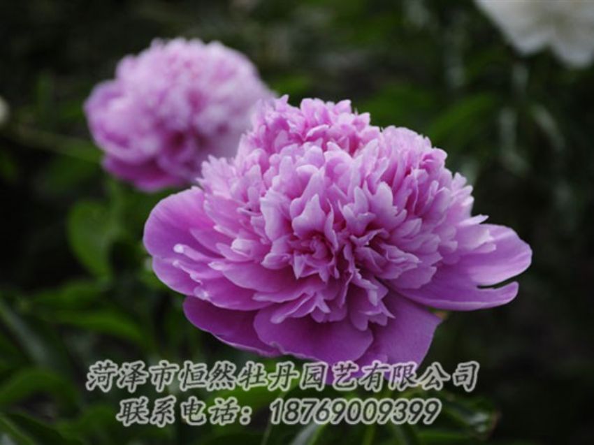 點(diǎn)擊查看詳細(xì)信息<br>標(biāo)題：紫色芍藥 閱讀次數(shù)：1979