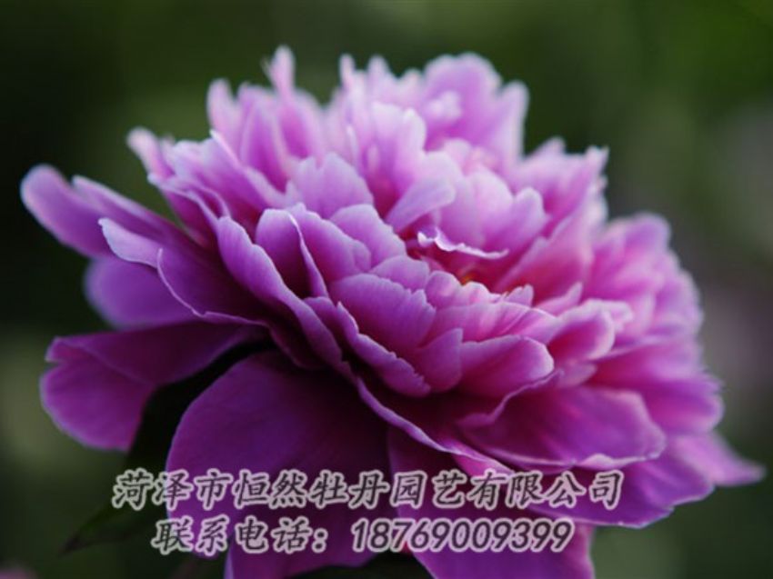 點(diǎn)擊查看詳細(xì)信息<br>標(biāo)題：紫色芍藥 閱讀次數(shù)：1950