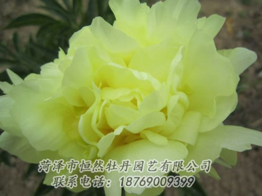 點擊查看詳細信息<br>標(biāo)題：黃色芍藥 閱讀次數(shù)：1145