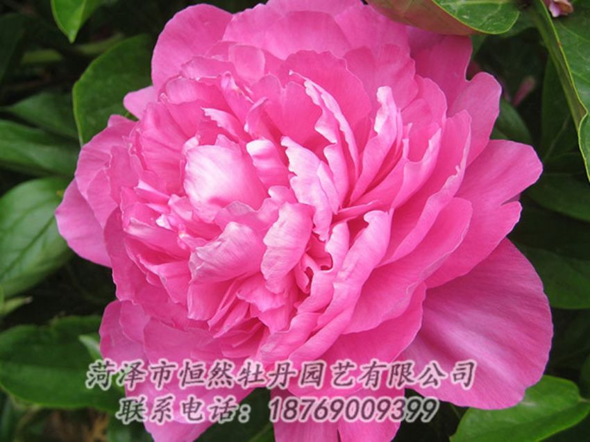 點擊查看詳細(xì)信息<br>標(biāo)題：紅色芍藥 閱讀次數(shù)：991