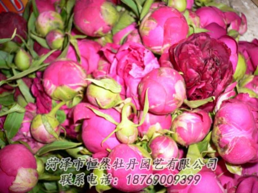 點擊查看詳細(xì)信息<br>標(biāo)題：芍藥切花 閱讀次數(shù)：1910