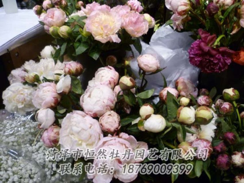 點(diǎn)擊查看詳細(xì)信息<br>標(biāo)題：芍藥切花 閱讀次數(shù)：2044