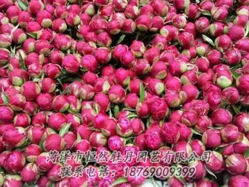 點(diǎn)擊查看詳細(xì)信息<br>標(biāo)題：芍藥切花 閱讀次數(shù)：2079