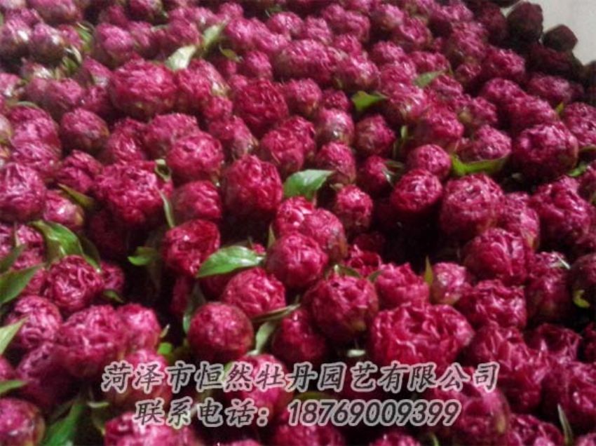 點(diǎn)擊查看詳細(xì)信息<br>標(biāo)題：芍藥切花 閱讀次數(shù)：1914