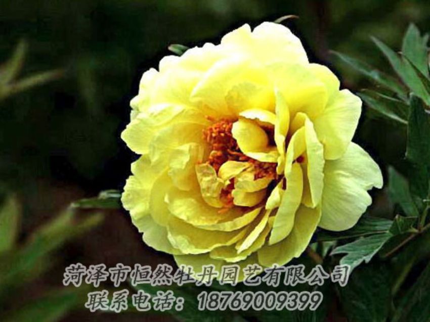 點(diǎn)擊查看詳細(xì)信息<br>標(biāo)題：黃色牡丹 閱讀次數(shù)：1786