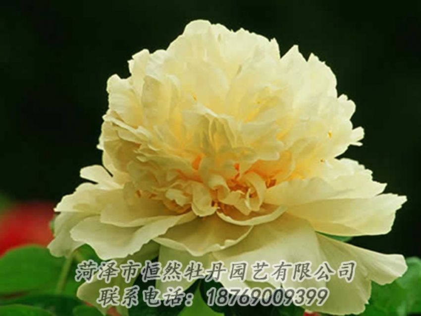 點(diǎn)擊查看詳細(xì)信息<br>標(biāo)題：黃色牡丹 閱讀次數(shù)：1838