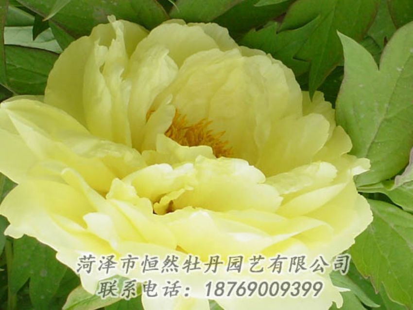 點(diǎn)擊查看詳細(xì)信息<br>標(biāo)題：黃色牡丹 閱讀次數(shù)：1883