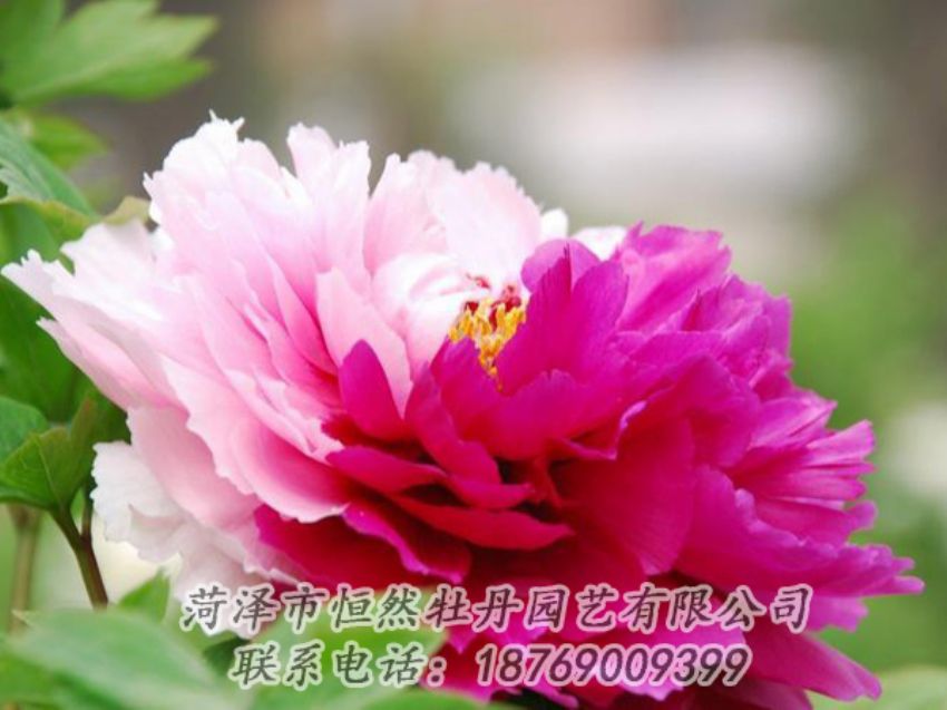 點(diǎn)擊查看詳細(xì)信息<br>標(biāo)題：花二喬 閱讀次數(shù)：1929