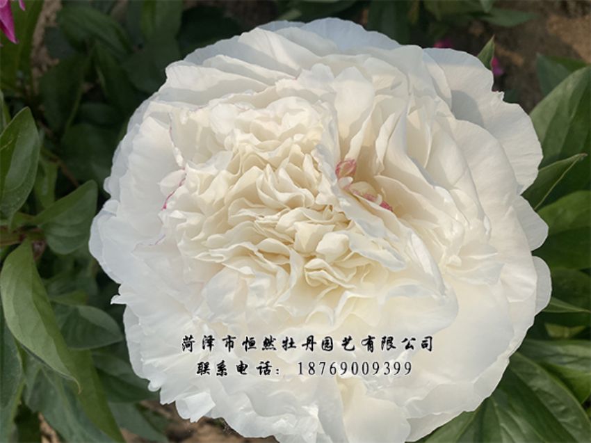 點擊查看詳細信息<br>標(biāo)題：進口芍藥 閱讀次數(shù)：330