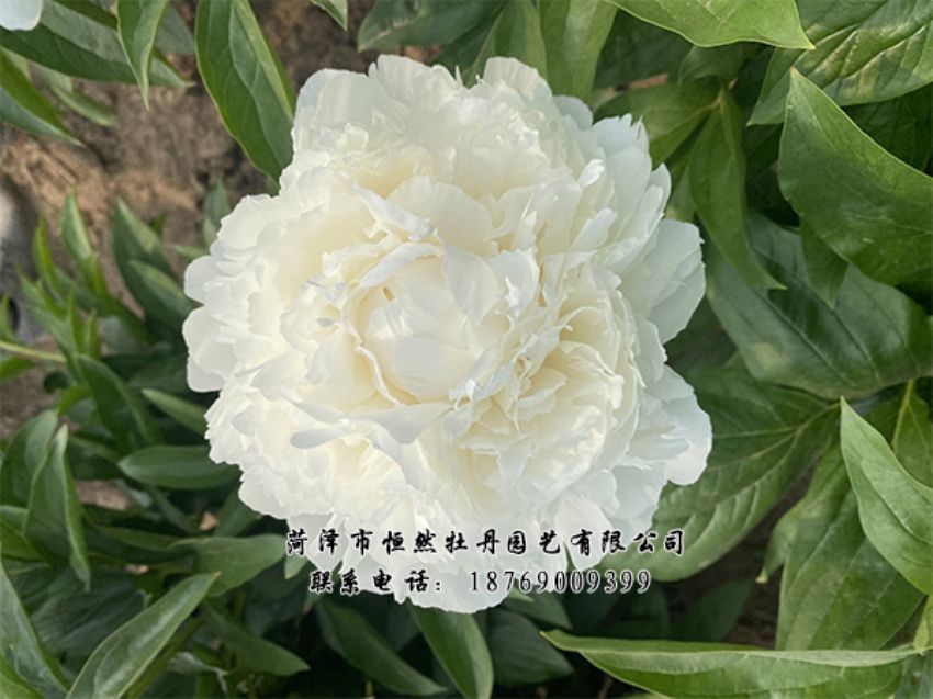 點(diǎn)擊查看詳細(xì)信息<br>標(biāo)題：進(jìn)口芍藥 閱讀次數(shù)：304