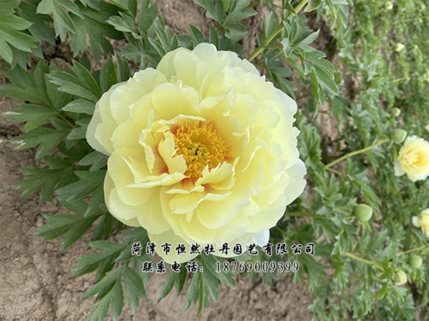 點(diǎn)擊查看詳細(xì)信息<br>標(biāo)題：進(jìn)口芍藥 閱讀次數(shù)：292