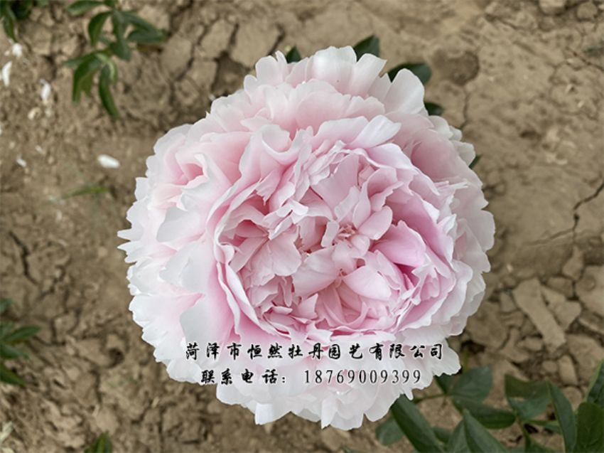 點(diǎn)擊查看詳細(xì)信息<br>標(biāo)題：進(jìn)口芍藥 閱讀次數(shù)：316