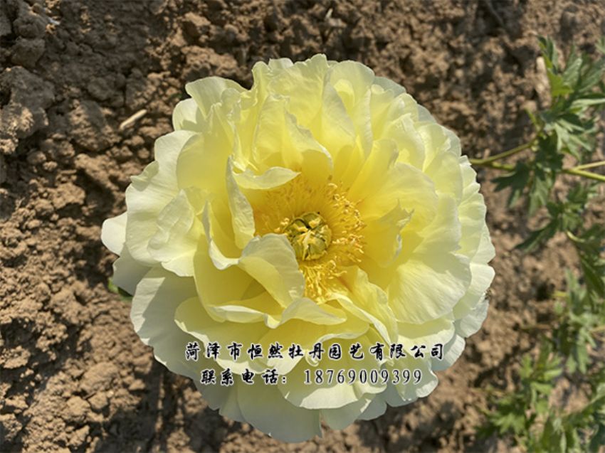 點(diǎn)擊查看詳細(xì)信息<br>標(biāo)題：進(jìn)口芍藥 閱讀次數(shù)：294